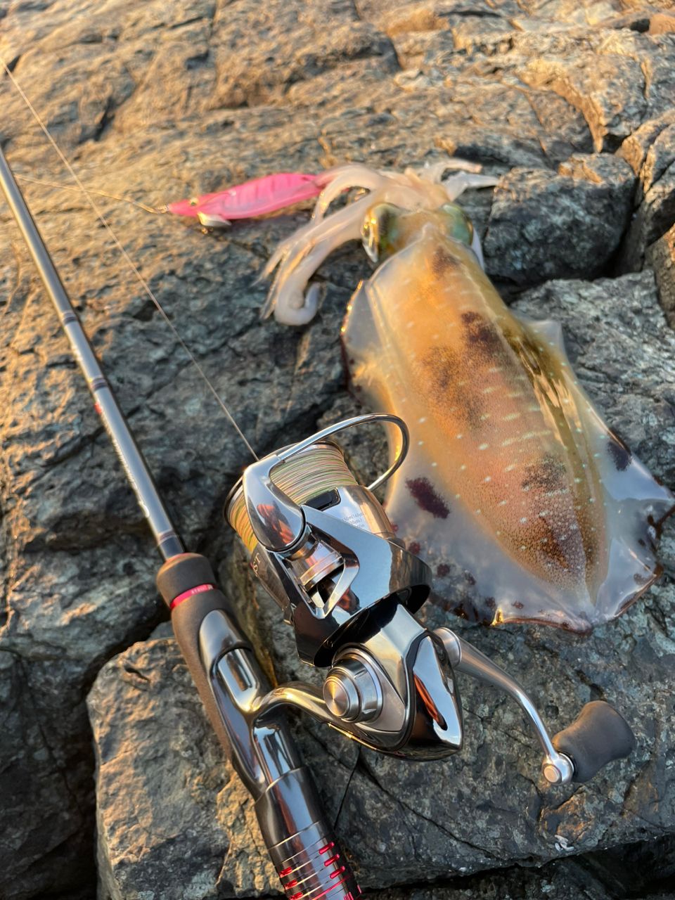 ちょいアホひでさんの釣果 2枚目の画像