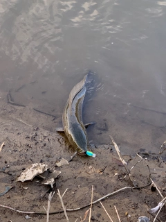 ライギョの釣果