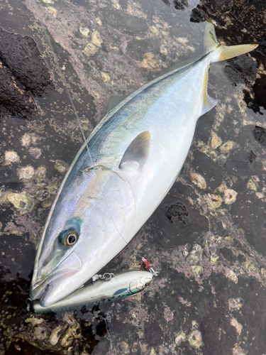 ブリの釣果