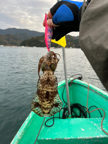 オオモンハタの釣果