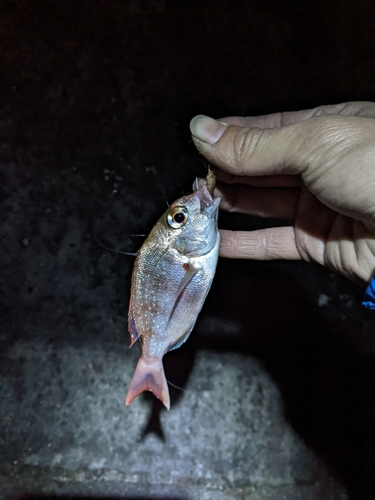 チャリコの釣果