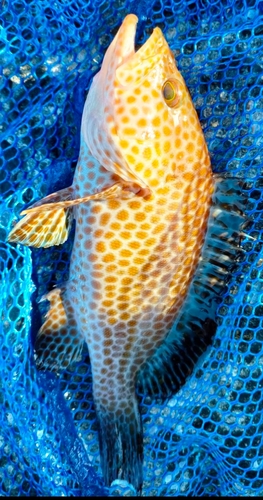 オオモンハタの釣果