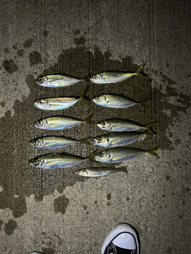 アジの釣果