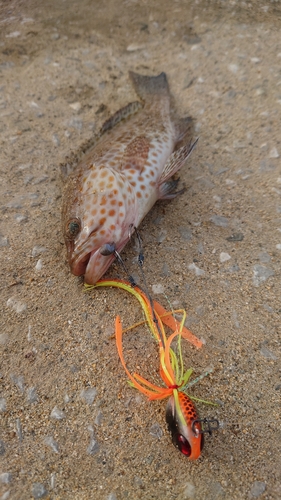 オオモンハタの釣果