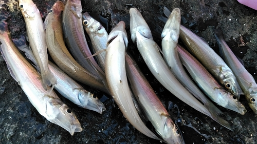 シロギスの釣果