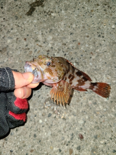 カサゴの釣果