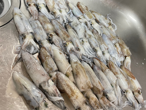 ヒイカの釣果