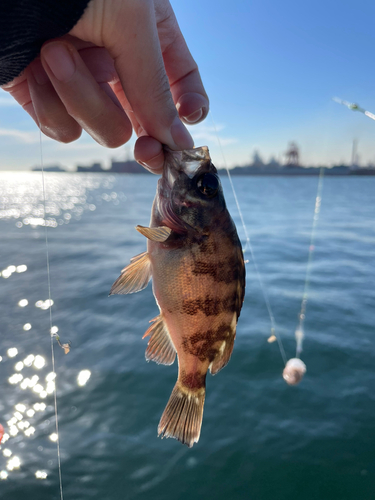 メバルの釣果