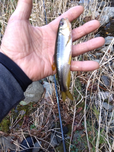 カワムツの釣果