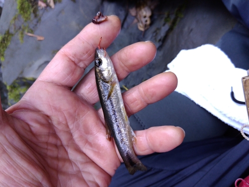 アブラハヤの釣果