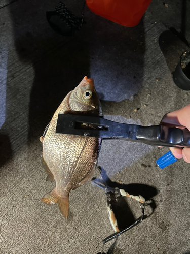 ウミタナゴの釣果