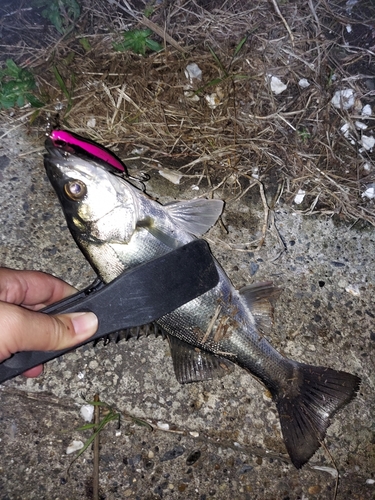 セイゴ（マルスズキ）の釣果