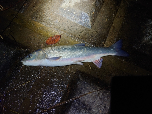 ウグイの釣果