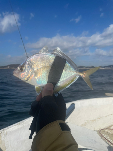 カイワリの釣果