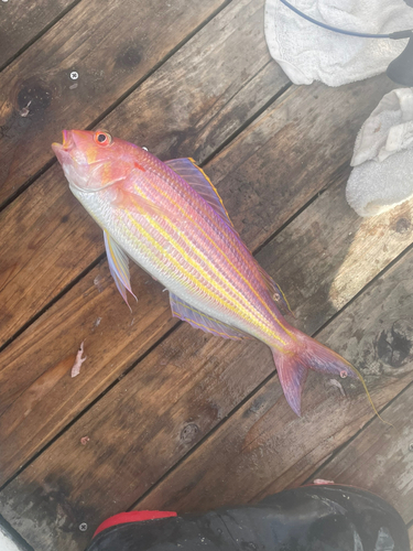 イトヨリダイの釣果