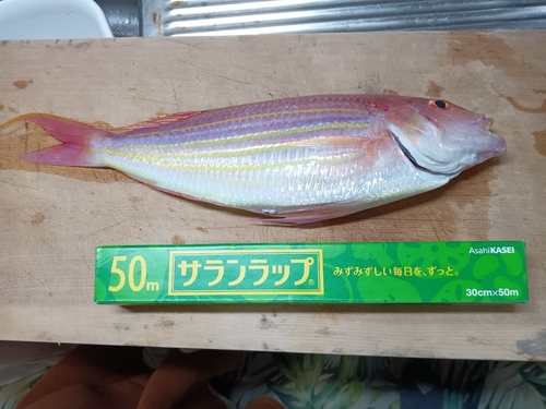 イトヨリダイの釣果