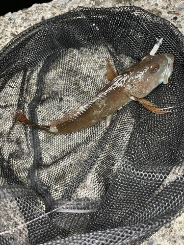 アナハゼの釣果