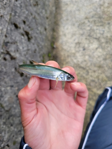 ウグイの釣果