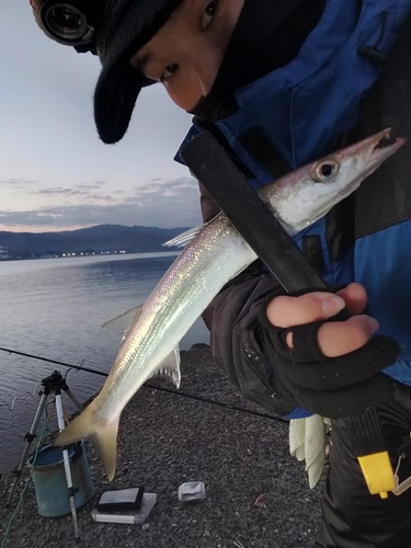 カマスの釣果