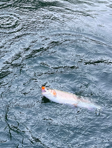 ニジマスの釣果