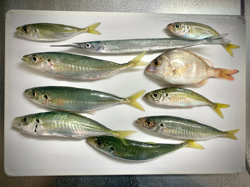 アジの釣果