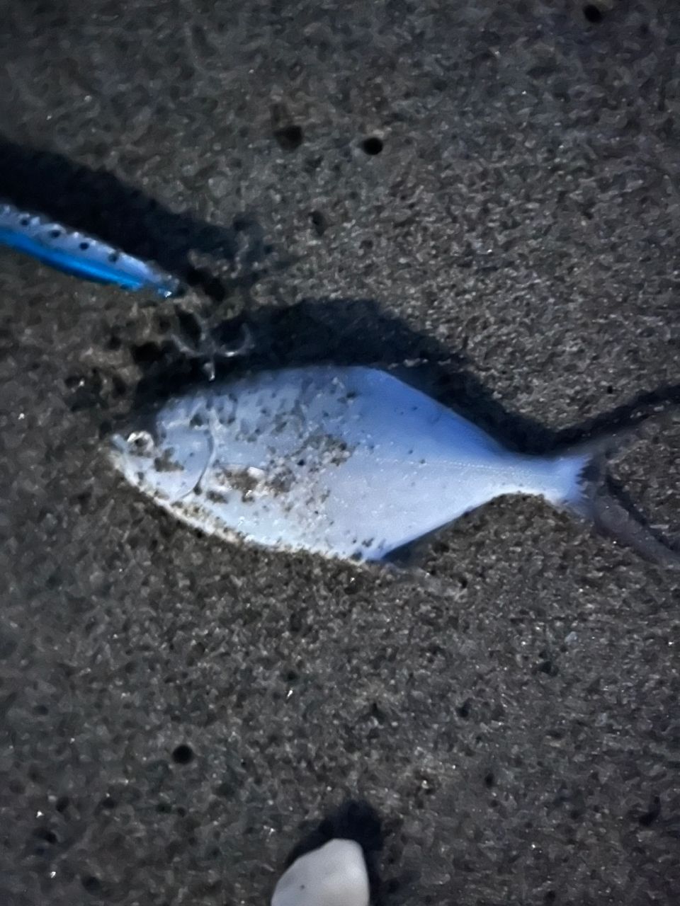 コバンアジ