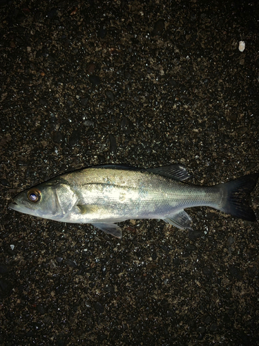 セイゴ（マルスズキ）の釣果