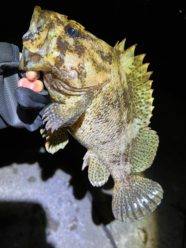 ムラソイの釣果