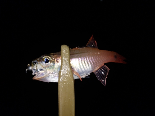 ネンブツダイの釣果