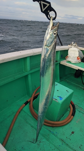 タチウオの釣果