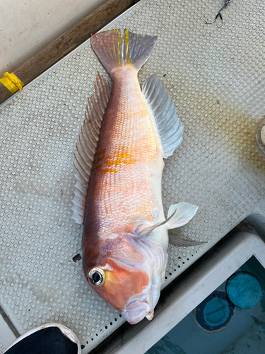 アマダイの釣果