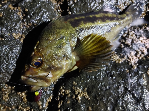 シマソイの釣果