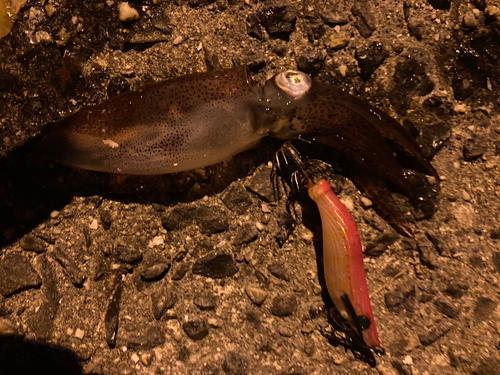 ヒイカの釣果