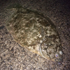 カレイの釣果