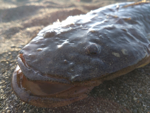 マゴチの釣果