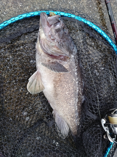 クロソイの釣果