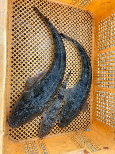 マゴチの釣果