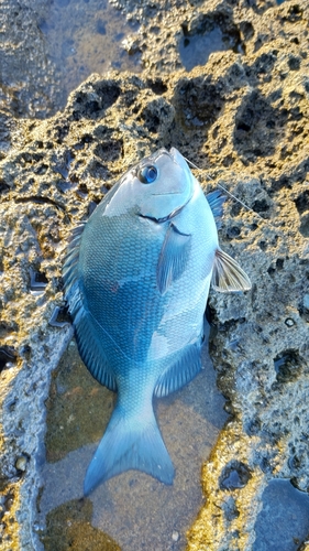 メジナの釣果