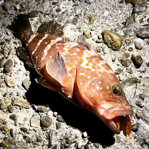 アコウの釣果