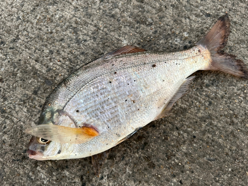 ウミタナゴの釣果