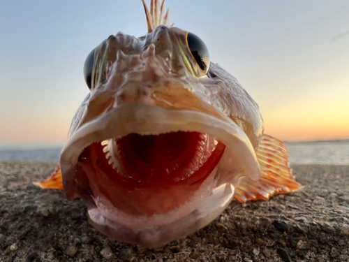 ガシラの釣果