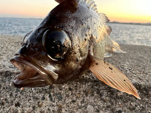 アカメバルの釣果