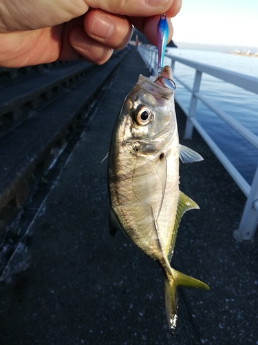 メッキの釣果