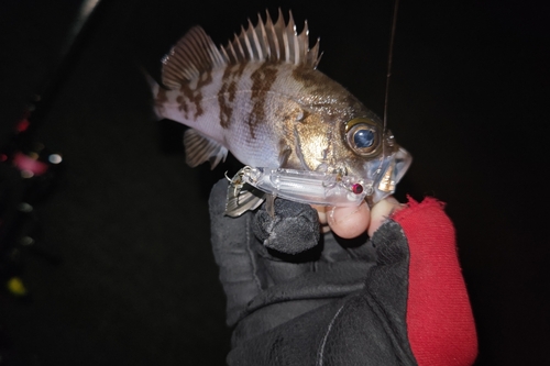 シロメバルの釣果