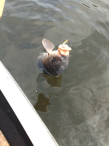 コイの釣果