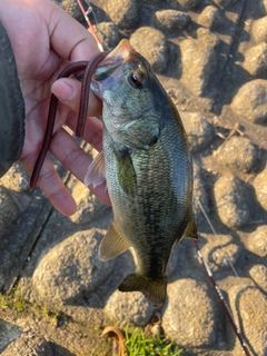 ラージマウスバスの釣果