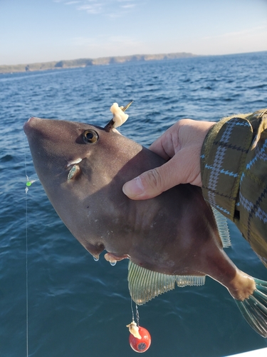 ウマヅラハギの釣果