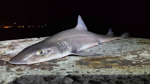 ホシザメの釣果