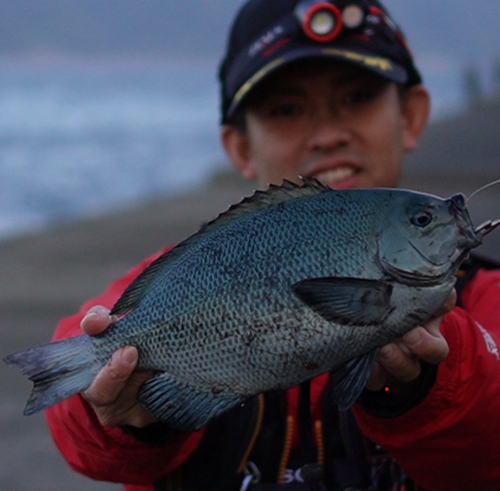 クチブトグレの釣果