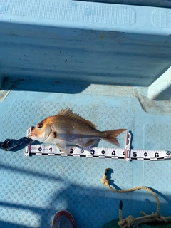 マダイの釣果